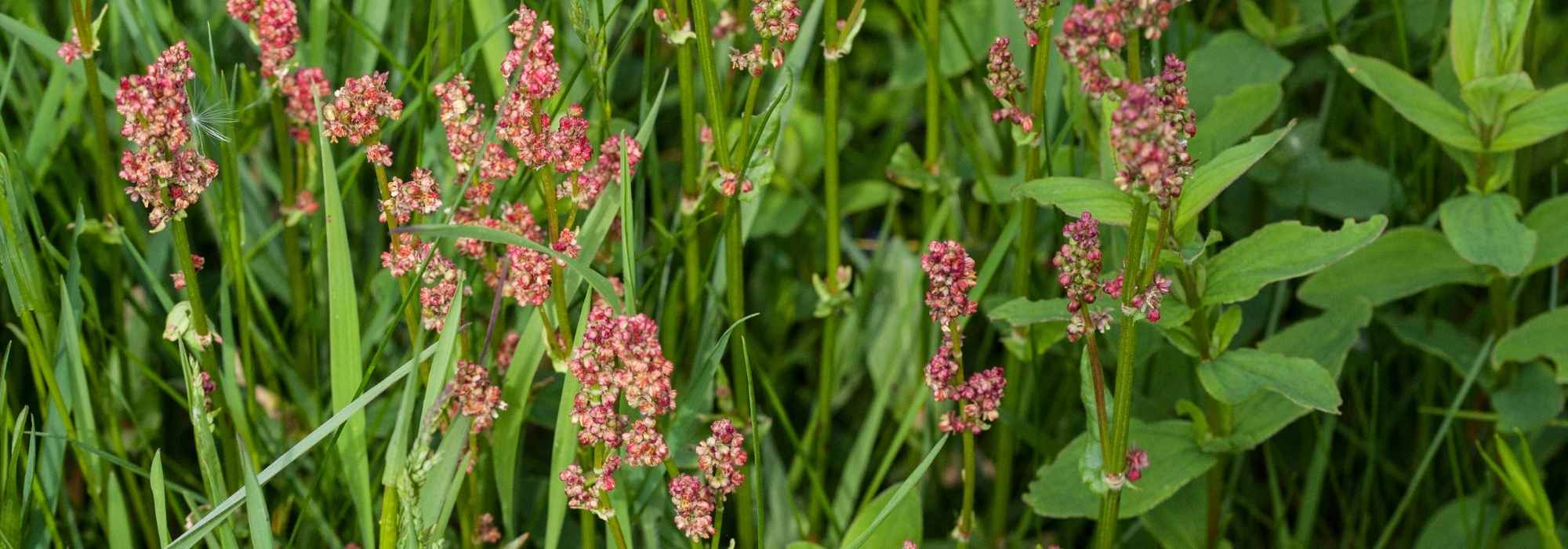 Ampfer im Garten: Was tun?