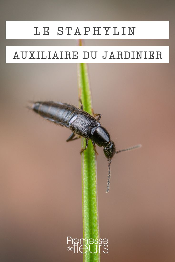 Staphylin – Nützling im Garten