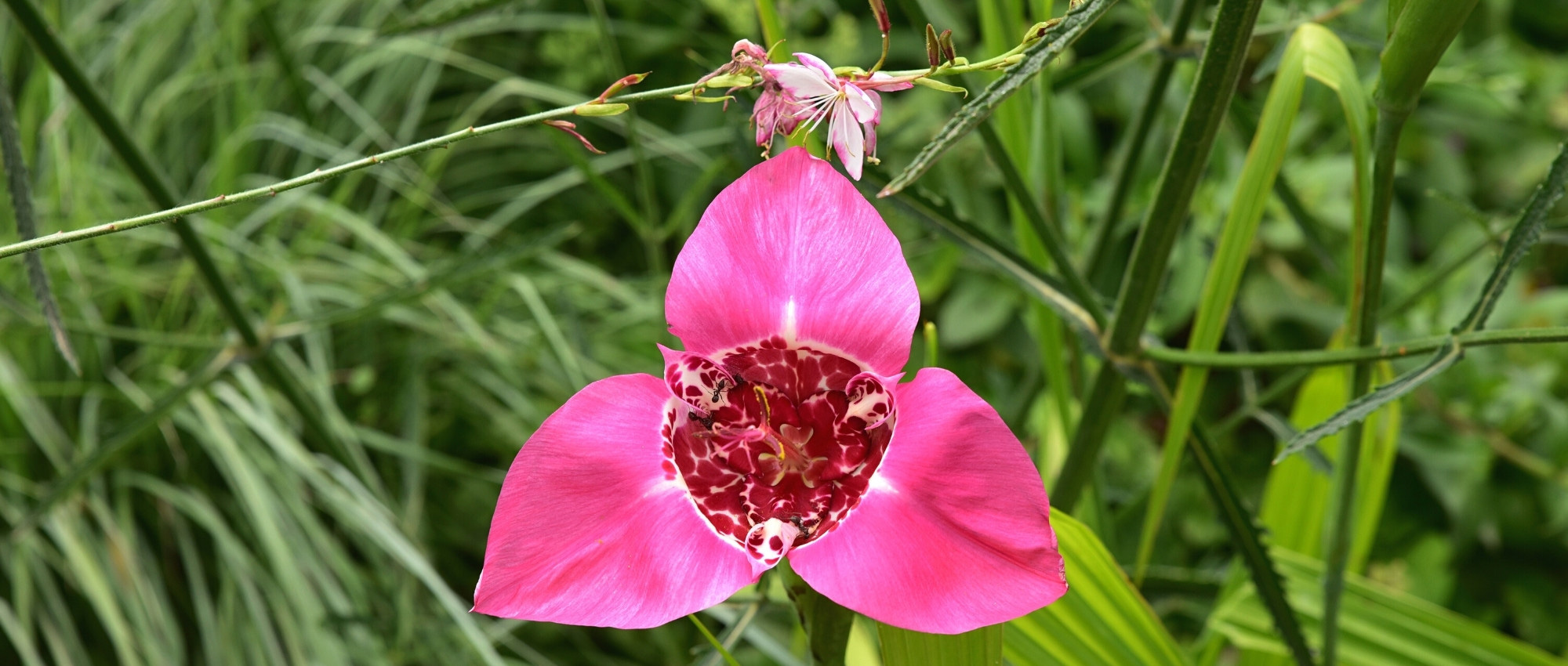 Tigridia oder Pfauenblume kombinieren