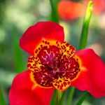 Tigridia: Pflanzen, Pflegen und Überwintern

<h2>Die prächtige Tigridie</h2>
<p>Die <strong>Tigridia</strong>, auch Tigerblume genannt, ist eine außergewöhnliche Zwiebelpflanze mit exotischen Blüten, die jeden Garten bereichern. Ihre kurzlebigen, aber spektakulären Blüten erinnern an Schmetterlingsflügel mit lebhaften Farben und markanten Mustern.</p>

<h3>Pflanzung der Tigridien-Zwiebeln</h3>
<ul>
<li><strong>Pflanzzeit:</strong> April-Mai nach den letzten Frösten</li>
<li><strong>Standort:</strong> Volle Sonne, geschützt vor starkem Wind</li>
<li><strong>Boden:</strong> Durchlässig, humusreich und leicht sandig</li>
<li><strong>Pflanztiefe:</strong> 8-10 cm mit einem Abstand von 10-15 cm zwischen den Zwiebeln</li>
</ul>

<h3>Pflege während der Vegetationsperiode</h3>
<p>Gießen Sie regelmäßig, aber vermeiden Sie Staunässe. Eine monatliche Düngergabe mit <em>Blumenzwiebeldünger</em> fördert die Blütenbildung. Entfernen Sie verblühte Blüten, um die Pflanze zu stärken.</p>

<h3>Überwinterung der Zwiebeln</h3>
<p>In Regionen mit strengen Wintern (<strong>unter -5°C</strong>) sollten die Zwiebeln im Herbst ausgegraben und an einem kühlen, trockenen Ort (8-10°C) bis zum nächsten Frühjahr gelagert werden.</p>

<div class="wp-block-columns">
<div class="wp-block-column">
<h4>Unsere Empfehlung</h4>
[products columns="1" ids="1234,5678"]
</div>
<div class="wp-block-column">
<h4>Tigridia-Sorten</h4>
<ul>
<li><em>Tigridia pavonia</em> 'Alba' - weiße Blüten</li>
<li><em>Tigridia pavonia</em> 'Aurea' - goldgelb</li>
<li><em>Tigridia pavonia</em> 'Lilacea' - lila-rosa</li>
</ul>
</div>
</div>
