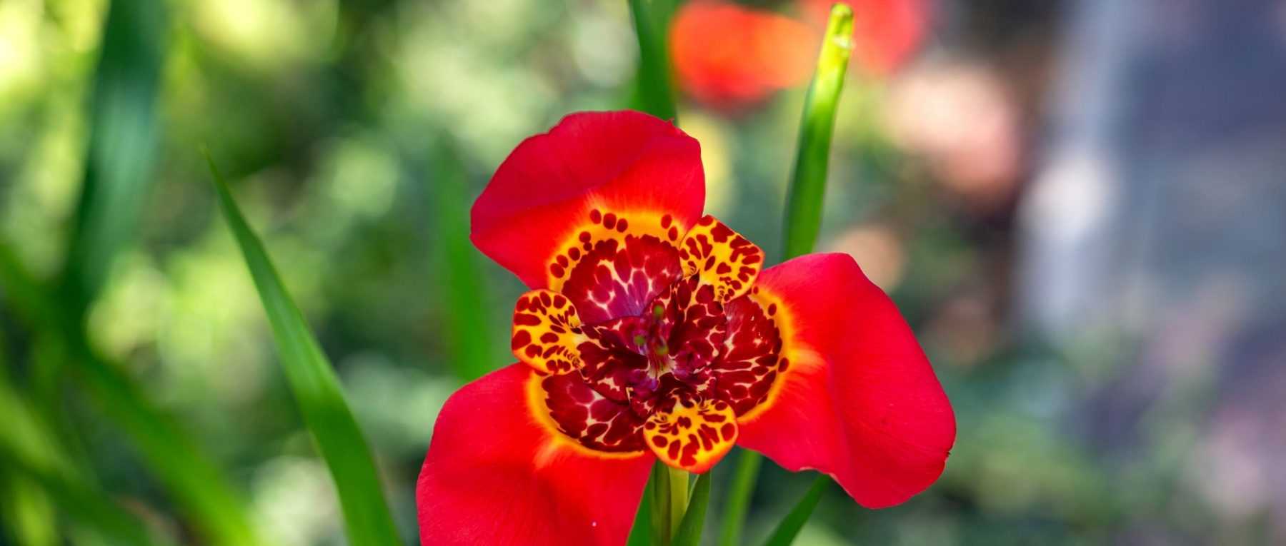 Tigridia: Pflanzen, Pflegen und Überwintern

<h2>Die prächtige Tigridie</h2>
<p>Die <strong>Tigridia</strong>, auch Tigerblume genannt, ist eine außergewöhnliche Zwiebelpflanze mit exotischen Blüten, die jeden Garten bereichern. Ihre kurzlebigen, aber spektakulären Blüten erinnern an Schmetterlingsflügel mit lebhaften Farben und markanten Mustern.</p>

<h3>Pflanzung der Tigridien-Zwiebeln</h3>
<ul>
<li><strong>Pflanzzeit:</strong> April-Mai nach den letzten Frösten</li>
<li><strong>Standort:</strong> Volle Sonne, geschützt vor starkem Wind</li>
<li><strong>Boden:</strong> Durchlässig, humusreich und leicht sandig</li>
<li><strong>Pflanztiefe:</strong> 8-10 cm mit einem Abstand von 10-15 cm zwischen den Zwiebeln</li>
</ul>

<h3>Pflege während der Vegetationsperiode</h3>
<p>Gießen Sie regelmäßig, aber vermeiden Sie Staunässe. Eine monatliche Düngergabe mit <em>Blumenzwiebeldünger</em> fördert die Blütenbildung. Entfernen Sie verblühte Blüten, um die Pflanze zu stärken.</p>

<h3>Überwinterung der Zwiebeln</h3>
<p>In Regionen mit strengen Wintern (<strong>unter -5°C</strong>) sollten die Zwiebeln im Herbst ausgegraben und an einem kühlen, trockenen Ort (8-10°C) bis zum nächsten Frühjahr gelagert werden.</p>

<div class="wp-block-columns">
<div class="wp-block-column">
<h4>Unsere Empfehlung</h4>
[products columns="1" ids="1234,5678"]
</div>
<div class="wp-block-column">
<h4>Tigridia-Sorten</h4>
<ul>
<li><em>Tigridia pavonia</em> 'Alba' - weiße Blüten</li>
<li><em>Tigridia pavonia</em> 'Aurea' - goldgelb</li>
<li><em>Tigridia pavonia</em> 'Lilacea' - lila-rosa</li>
</ul>
</div>
</div>