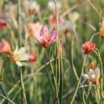 Homeria, Kap-Tulpe: Pflanzung, Pflege und Kultivierung