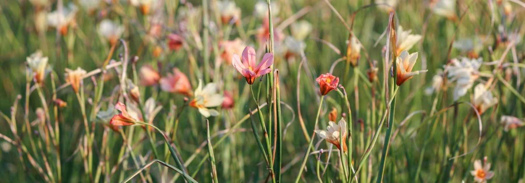 Homeria, Kap-Tulpe: Pflanzung, Pflege und Kultivierung