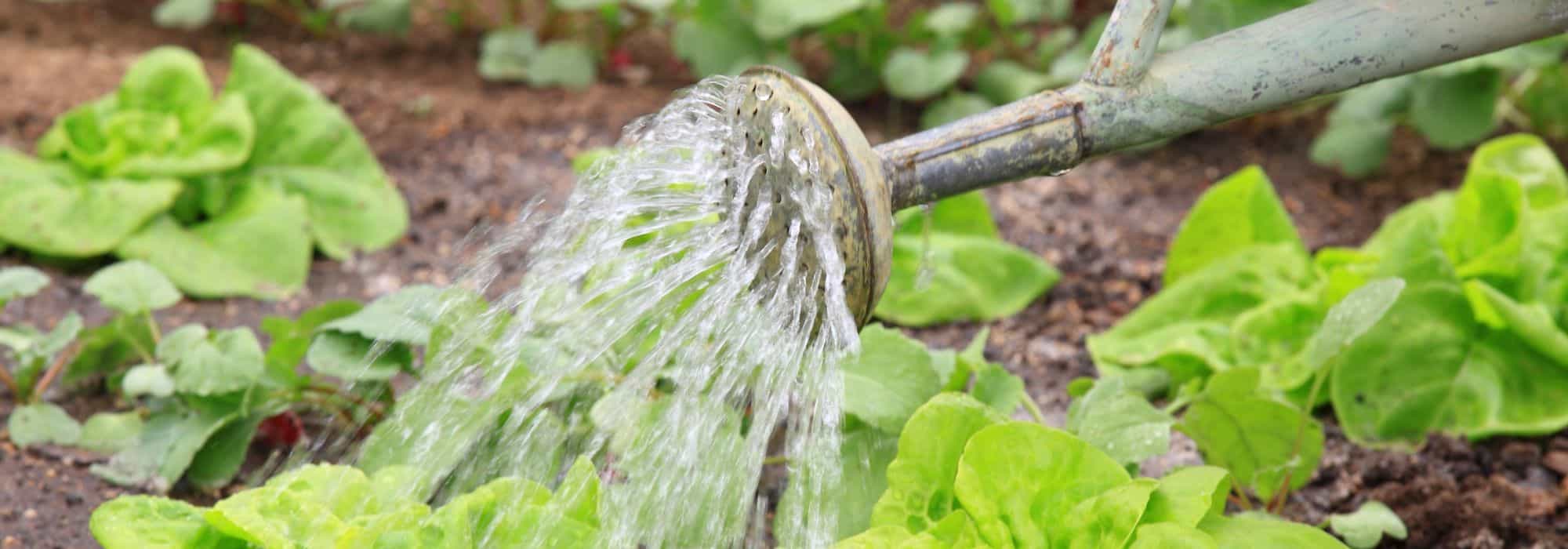 Gemüsegarten gießen: unsere Tipps