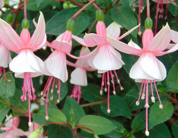 Fuchsien vermehren