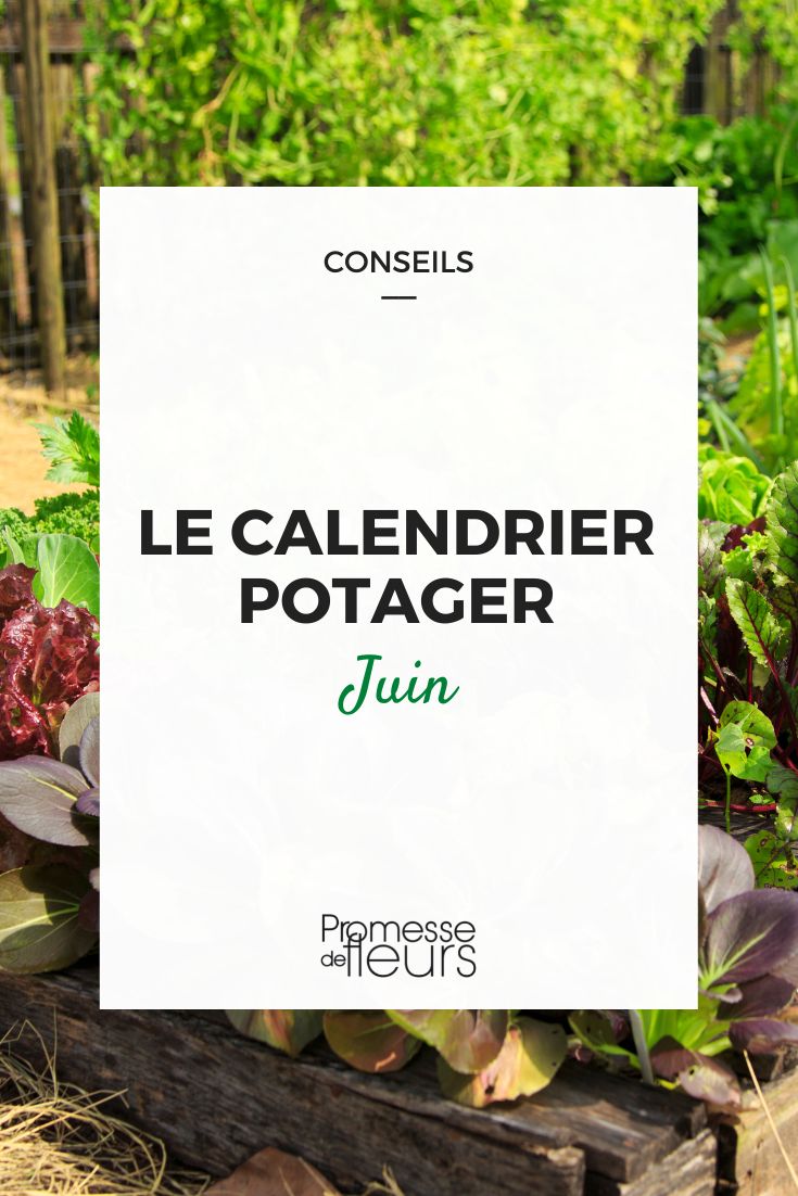 Gemüsegarten-Kalender Juni