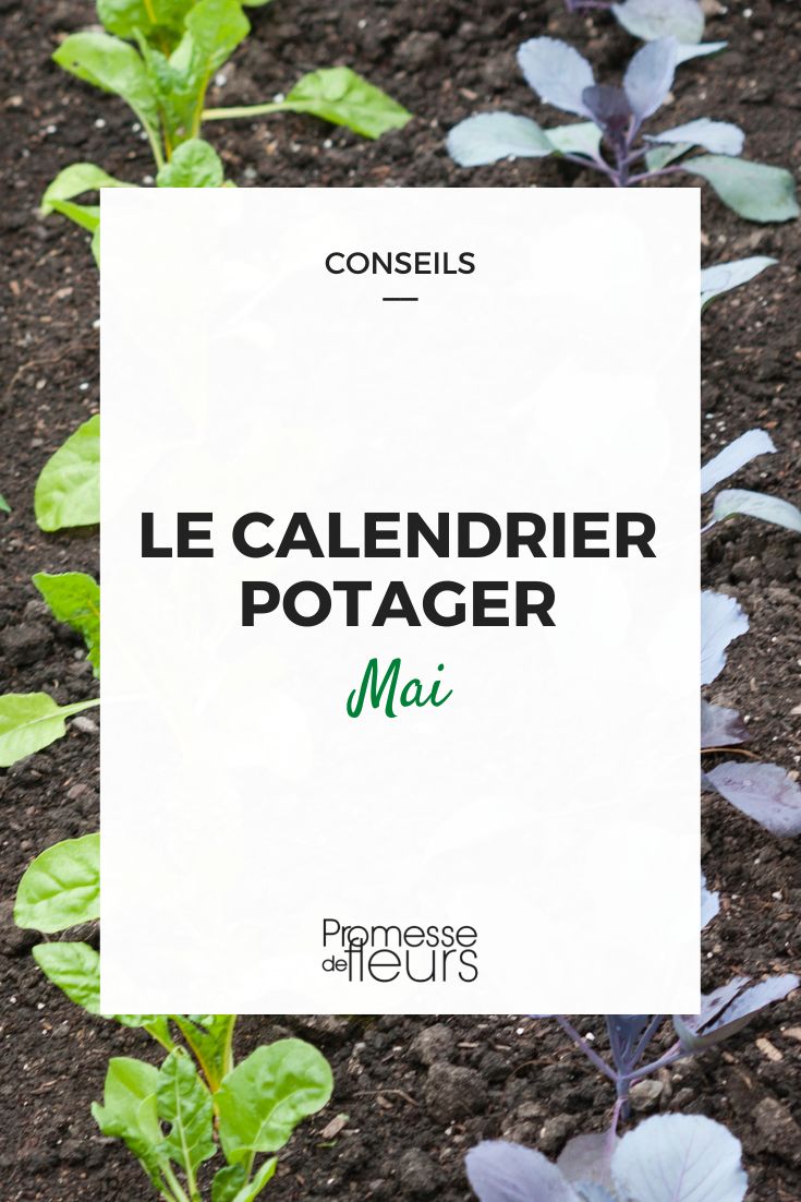 Gemüsegarten-Kalender Mai