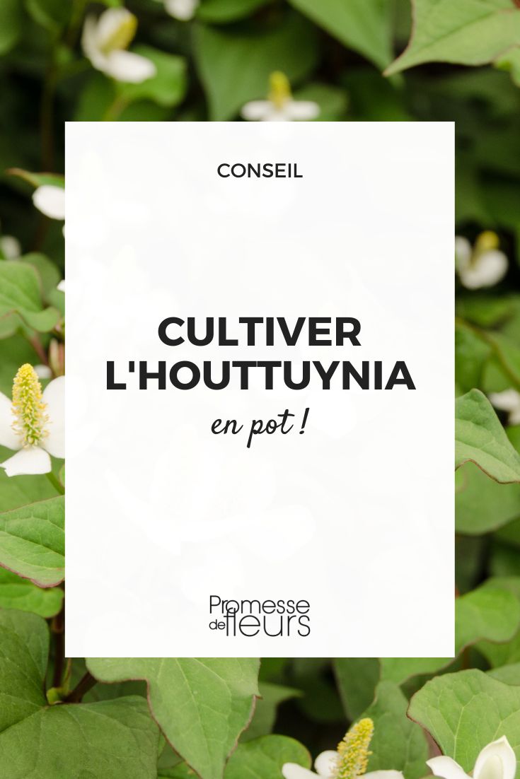 Houttuynia im Topf kultivieren