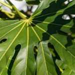 Japanische Fatsia, Zimmeraralie: Pflanzung, Pflege und Kultivierung.