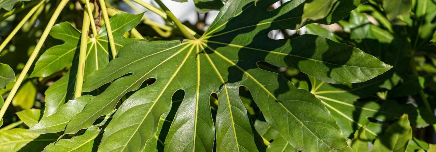 Japanische Fatsia, Zimmeraralie: Pflanzung, Pflege und Kultivierung.