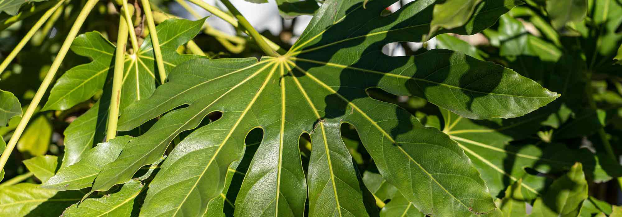 Fatsia japonica, Zimmeraralie: Pflanzung, Pflege und Kultivierung.