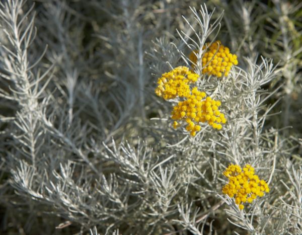 Helichrysum vermehren?