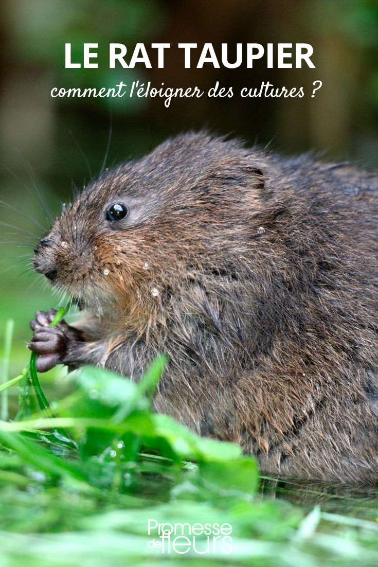 Wühlmaus (Arvicola terrestris) aus Gemüsegärten und Beeten fernhalten  

Die Schermaus (Arvicola terrestris), auch als Wühlmaus bekannt, kann im Gemüsegarten erhebliche Schäden anrichten. Ihre unterirdischen Gänge und Wurzelfraßaktivitäten gefährden die Gesundheit Ihrer Pflanzen.  

Hier einige bewährte Methoden, um Wühlmäuse von Ihren Kulturen fernzuhalten:  

- **Natürliche Barrieren**: Pflanzen Sie stark duftende Kräuter wie Minze oder Knoblauch als natürliche Abschreckung  
- **Mechanische Schutzmaßnahmen**: Vergraben Sie feinmaschige Drahtgitter um empfindliche Beete  
- **Biologische Bekämpfung**: Fördern Sie natürliche Fressfeinde wie Mauswiesel oder Eulen durch Nisthilfen  
- **Geruchsabwehr**: Vergrabene Holunderjauche oder spezielle Duftgranulate können wirksam sein  

Tipp: Regelmäßige Kontrollen der Beete auf frische Erdhügel helfen, einen Befall frühzeitig zu erkennen. Bei akutem Problem können spezielle Wühlmausfallen eingesetzt werden - achten Sie dabei auf tierfreundliche Modelle.  

Vorbeugung und regelmäßige Beobachtung sind der beste Schutz für Ihren biologischen Gemüsegarten!