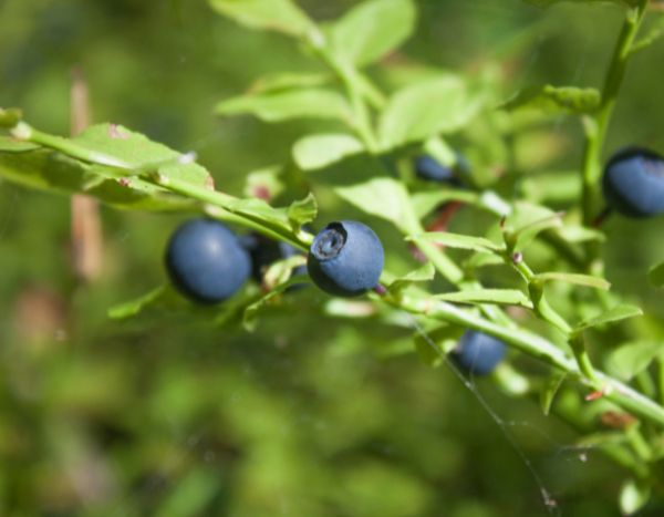 Heidelbeere vermehren: Stecklinge ziehen?