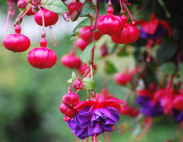 Fuchsien pinzieren: mehr Blüten?