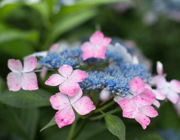 Reisende Pflanzen: die Hortensie