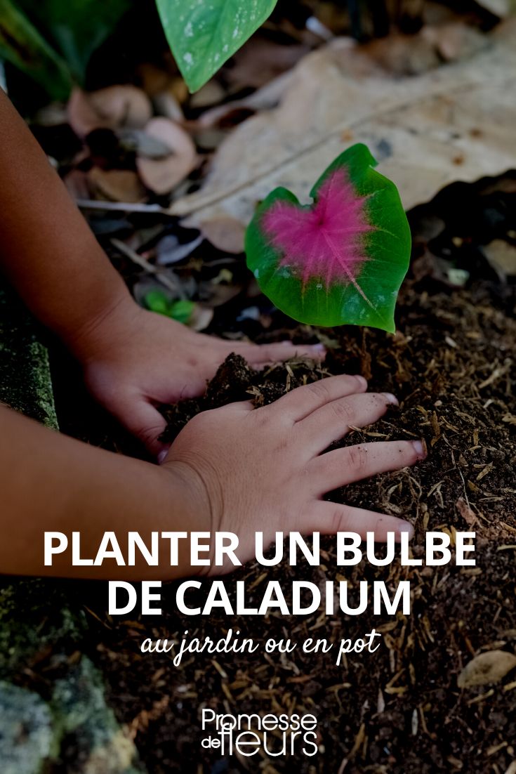 Einen Caladium-Zwiebel pflanzen