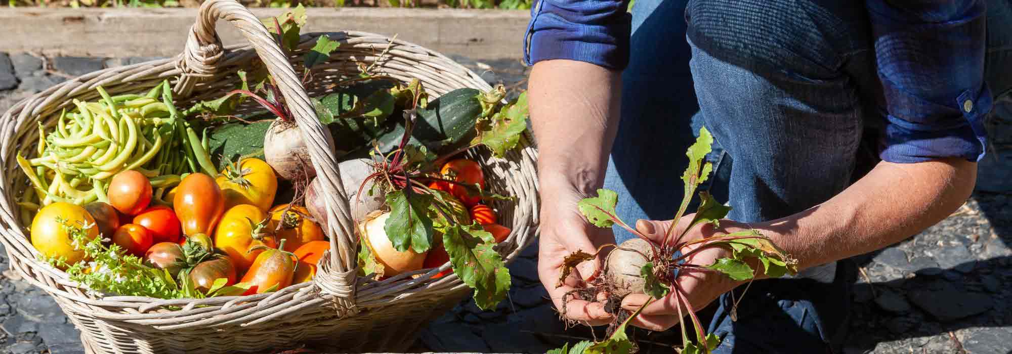 Gemüsegarten-Kalender – August