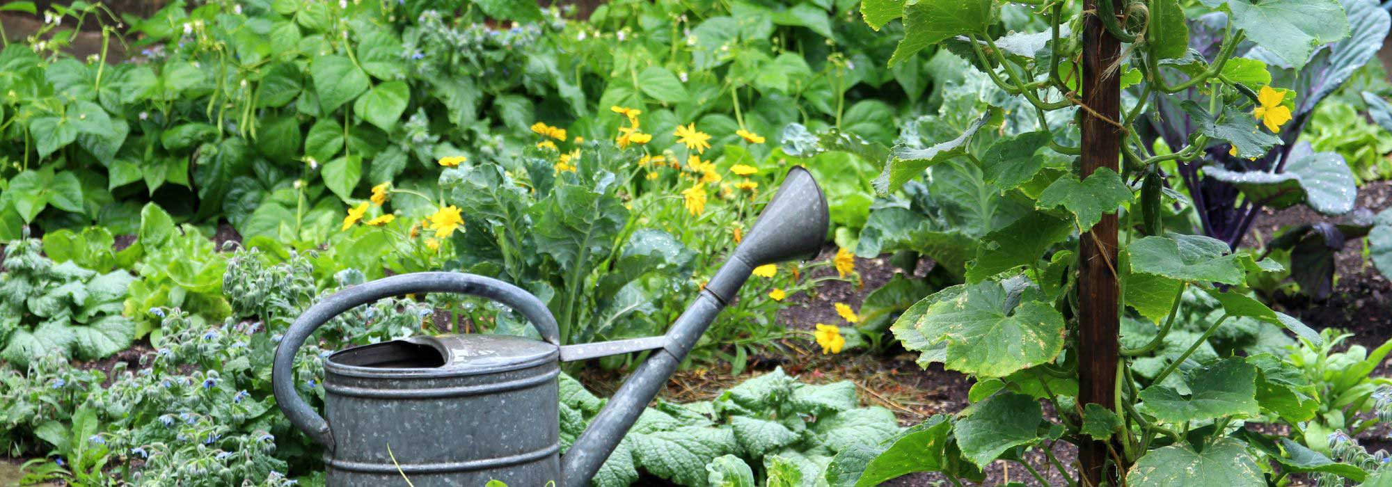 Gemüsegarten-Kalender: Juni