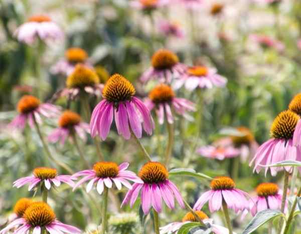 Echinacea säen: Anleitung