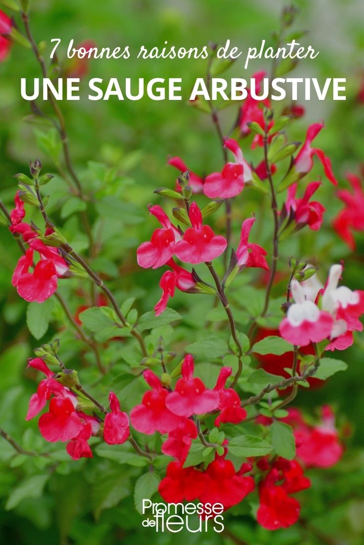 Warum den Strauch-Salbei im Garten oder auf der Terrasse pflanzen?