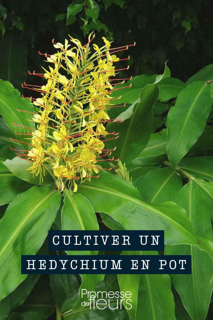 Kultur von Hedychium - Zieringwer im Topf oder Kübel