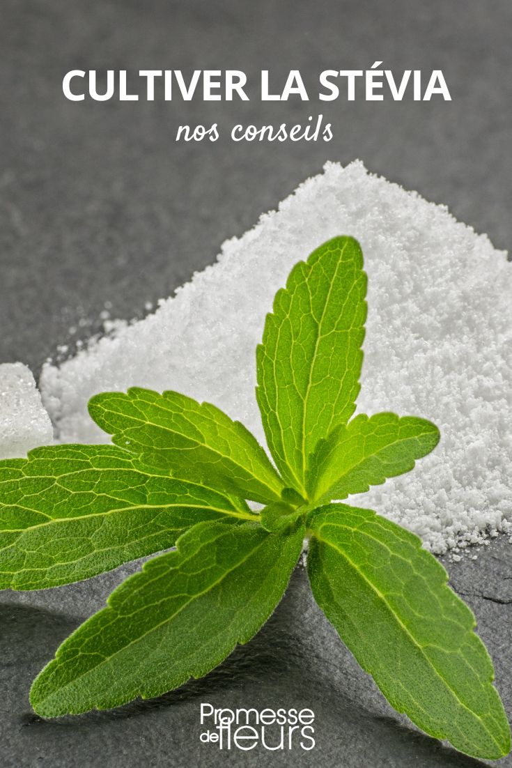 Stevia im Garten anbauen  

Die Stevia-Pflanze (Stevia rebaudiana), auch Süßkraut oder Honigkraut genannt, ist eine mehrjährige Pflanze aus Südamerika, die für ihre extrem süßen Blätter bekannt ist. Als natürlicher Zuckerersatz erfreut sie sich immer größerer Beliebtheit. Hier erfahren Sie, wie Sie Stevia erfolgreich in Ihrem Garten kultivieren können.  

### Standort und Boden  
Stevia gedeiht am besten an einem sonnigen, windgeschützten Platz. Der Boden sollte locker, humusreich und gut durchlässig sein. Schwere Lehmböden können mit Sand und Kompost aufgebessert werden.  

### Aussaat und Pflanzung  
Da Stevia nicht winterhart ist, wird sie in unseren Breiten meist als einjährige Pflanze kultiviert. Die Aussaat erfolgt ab März im Haus bei 20-22°C. Die Samen nur leicht mit Erde bedecken und gleichmäßig feucht halten. Nach den Eisheiligen können die Jungpflanzen ins Freie gesetzt werden.  

### Pflege  
- **Gießen**: Regelmäßig wässern, Staunässe aber unbedingt vermeiden  
- **Düngen**: Organischer Dünger wie Kompost oder Brennnesseljauche fördert das Wachstum  
- **Schnitt**: Ein Rückschnitt im Sommer regt die Verzweigung an  

### Ernte  
Die Blätter können laufend geerntet werden, der höchste Süßstoffgehalt ist kurz vor der Blüte erreicht. Zum Trocknen schneidet man die Triebe handhoch über dem Boden ab.  

### Überwinterung  
In milden Regionen kann Stevia mit Winterschutz (Laub, Vlies) mehrjährig kultiviert werden. Besser ist jedoch die Überwinterung im Haus bei 10-15°C.  

Tipp: Die süßen Blätter frisch oder getrocknet für Tees und zum Süßen von Speisen verwenden - ein gesunder Zuckerersatz aus dem eigenen Garten!  

[Produkte passend zu diesem Thema anzeigen]  

Hinweis: Stevia verträgt keine Staunässe und reagiert empfindlich auf Kälte. In rauen Lagen empfiehlt sich die Kultur im Topf.