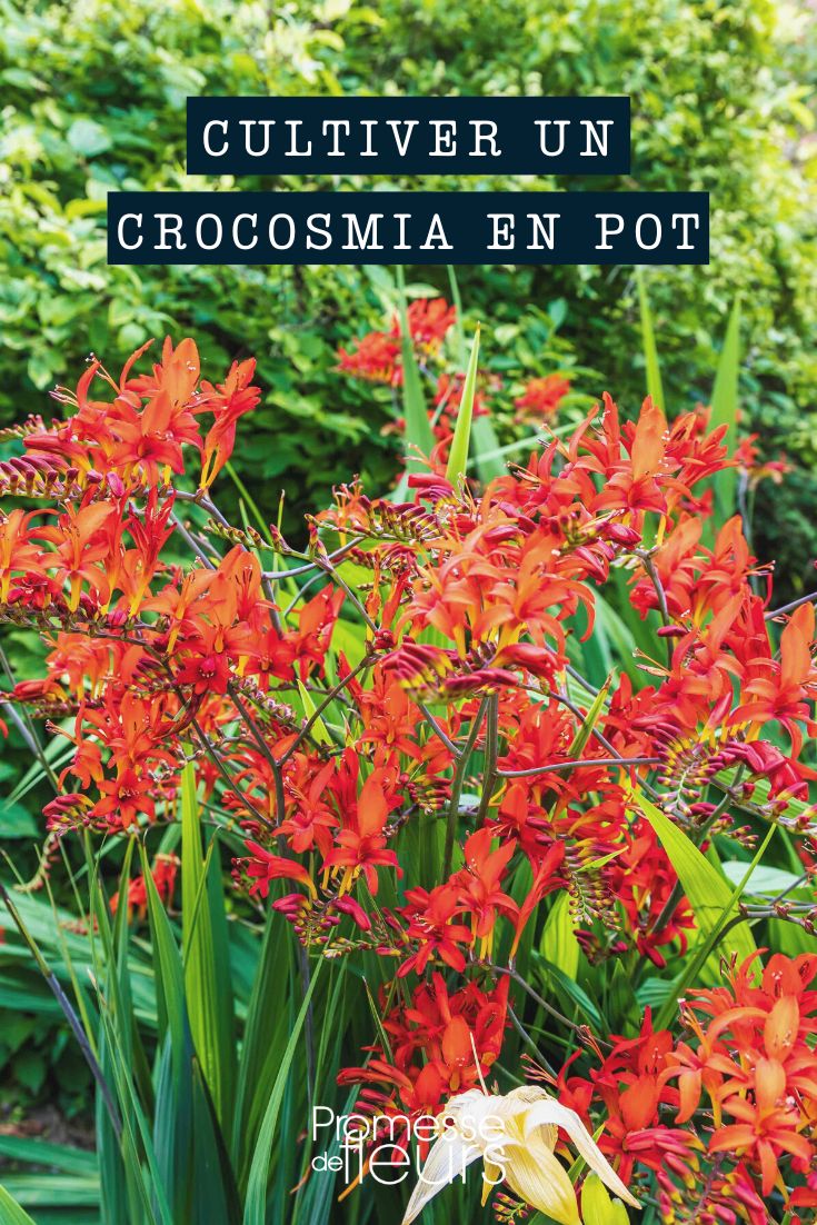 Kultur von Crocosmia in Töpfen, Kübeln und Balkonkästen