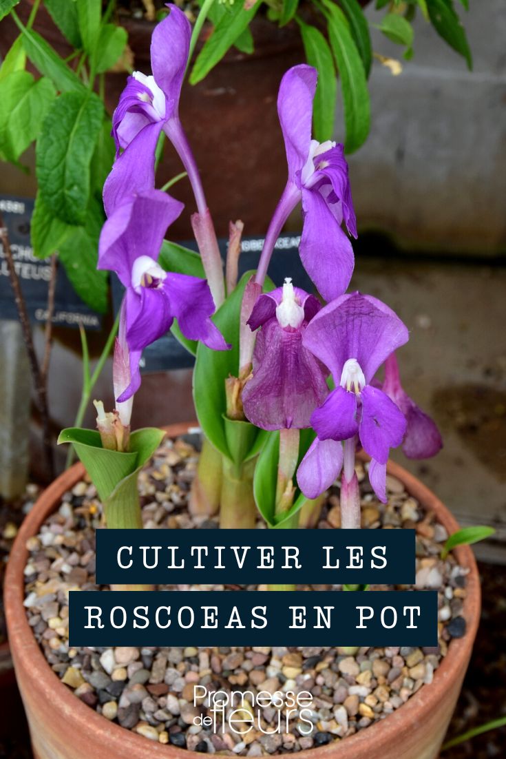 Roscoeas im Topf kultivieren