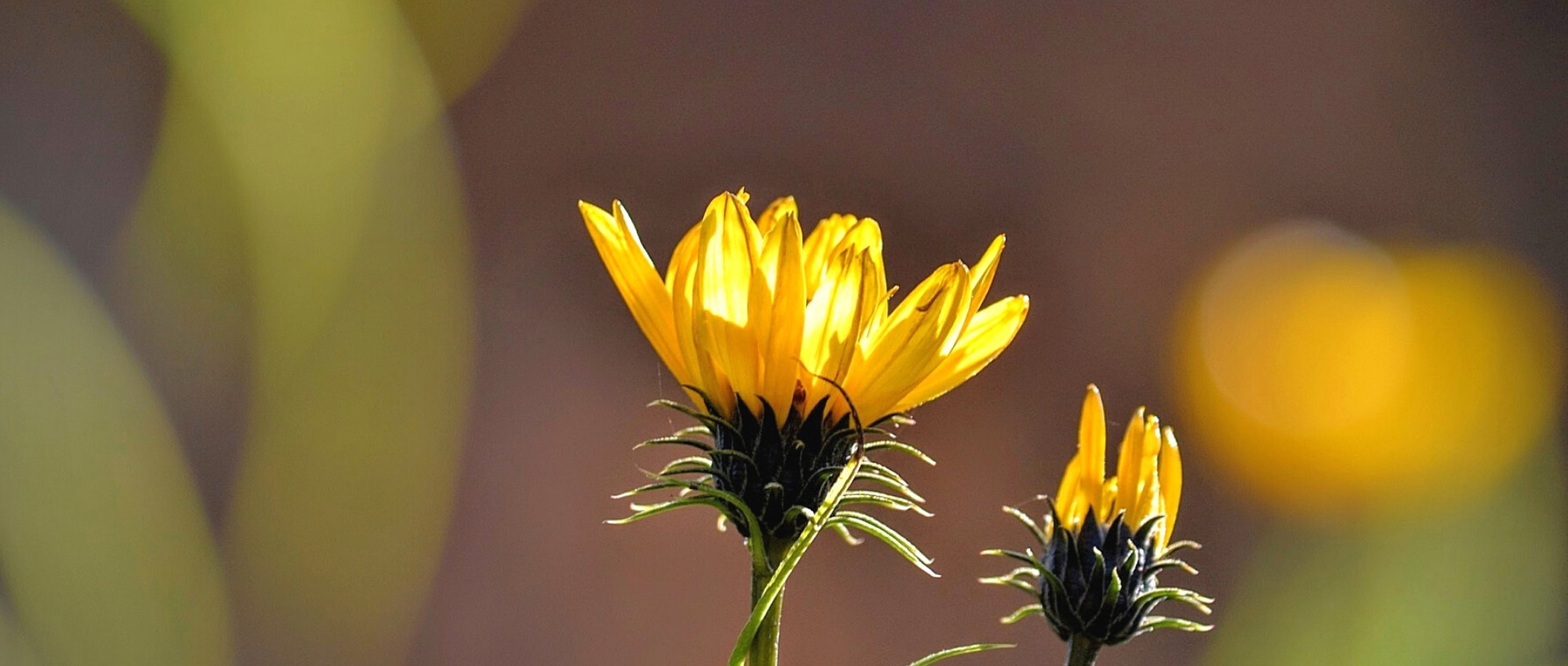 Grindelia: Pflanzung, Kultivierung und Pflege