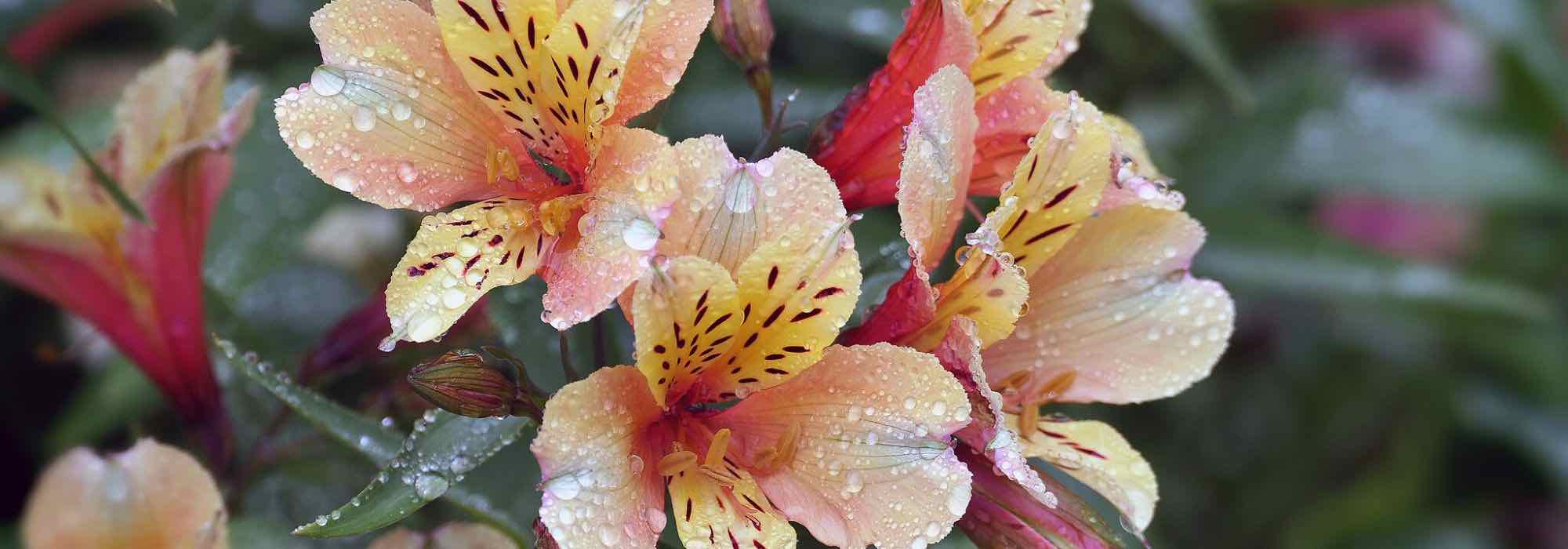 Alstroemeria: schönste Sorten