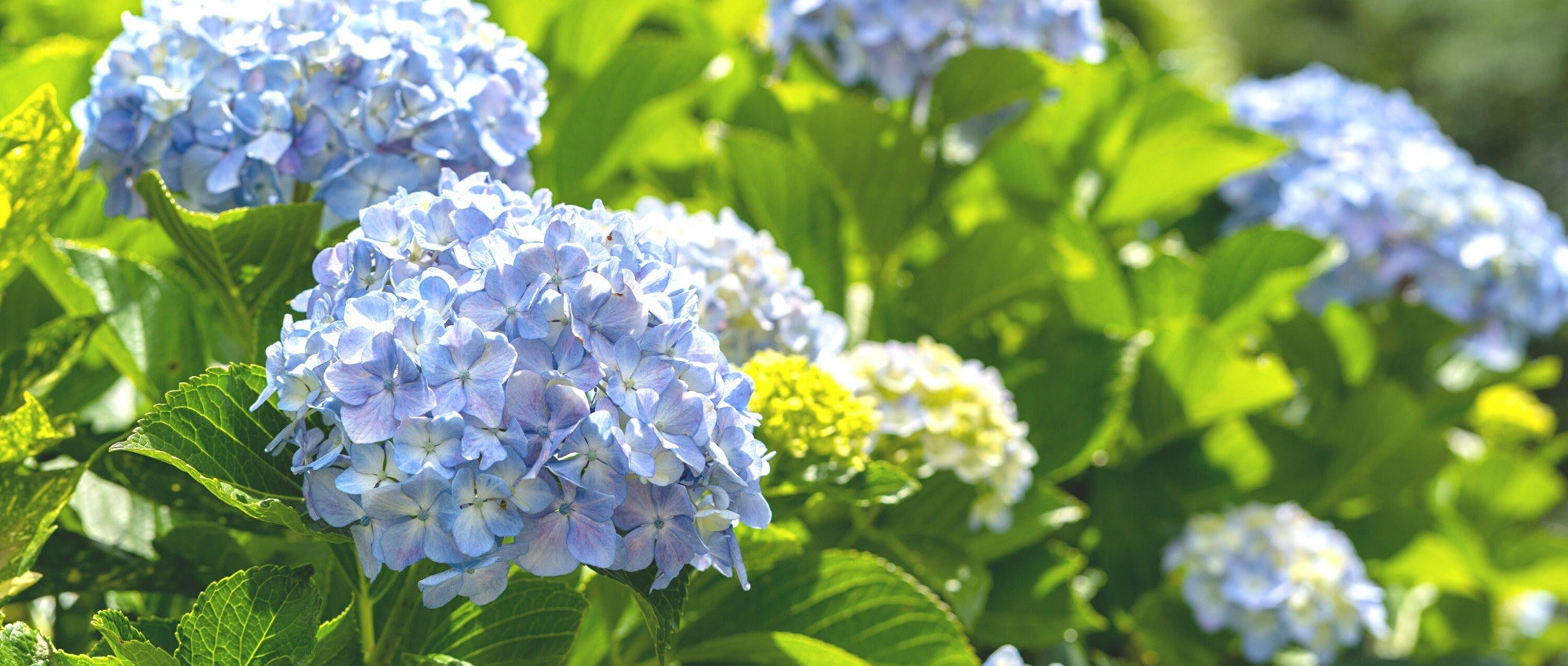 Hortensie nach Hitzeschaden retten