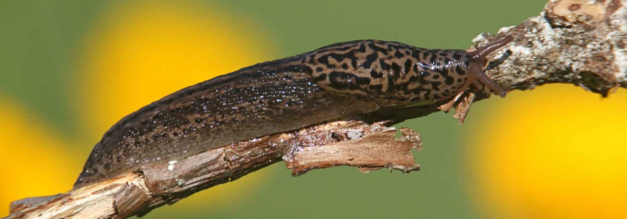 Gartenhelfer: Tigerschnegel