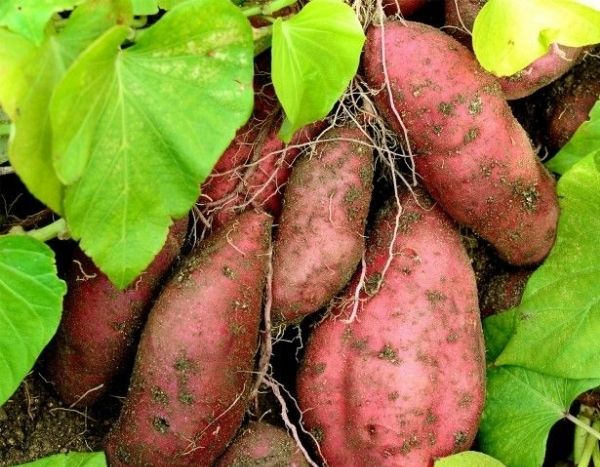 Reisende Pflanzen: Zier-Süßkartoffel