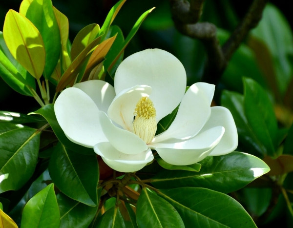Pflanzen auf Reisen: Magnolie