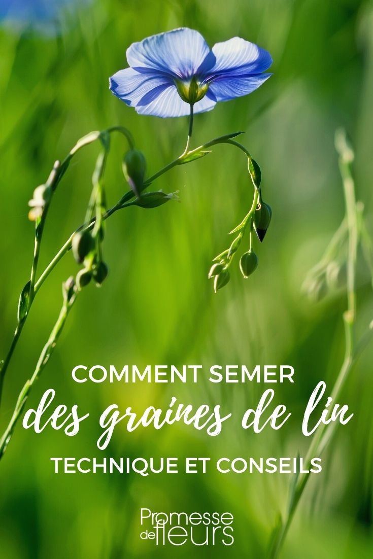 Aussaat von Leinsamen (Linum)