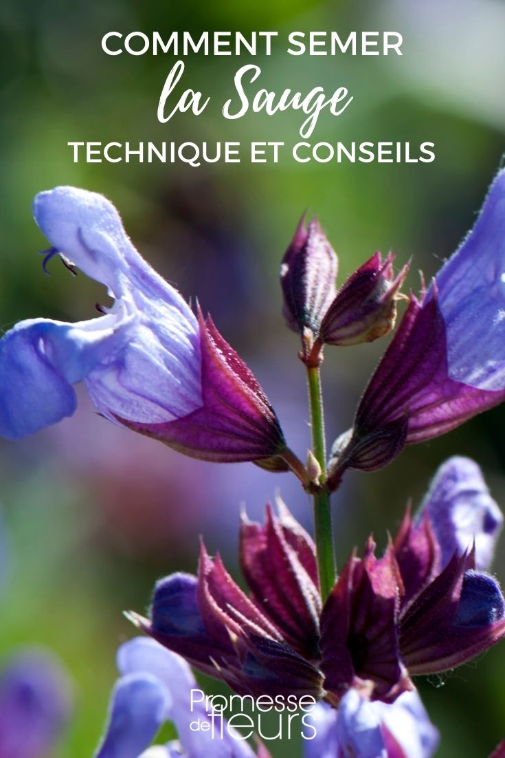Aussaat von Salvia: Tipps und Techniken