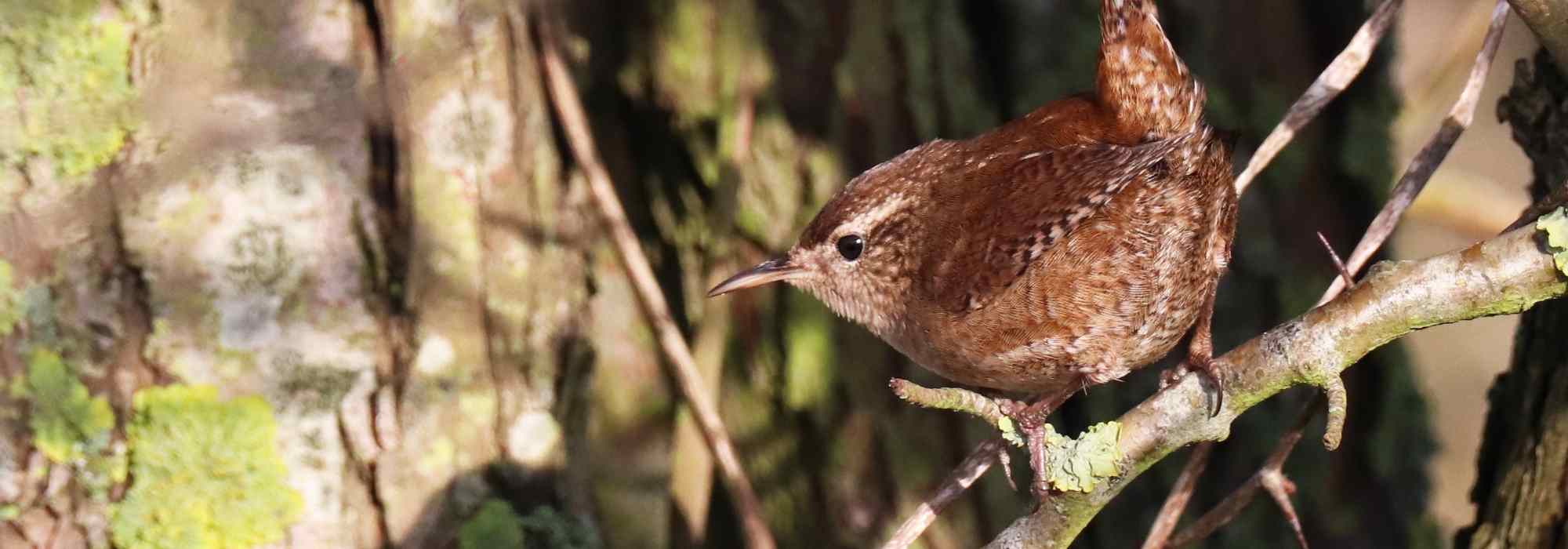 Gartenvogel: der Zaunkönig