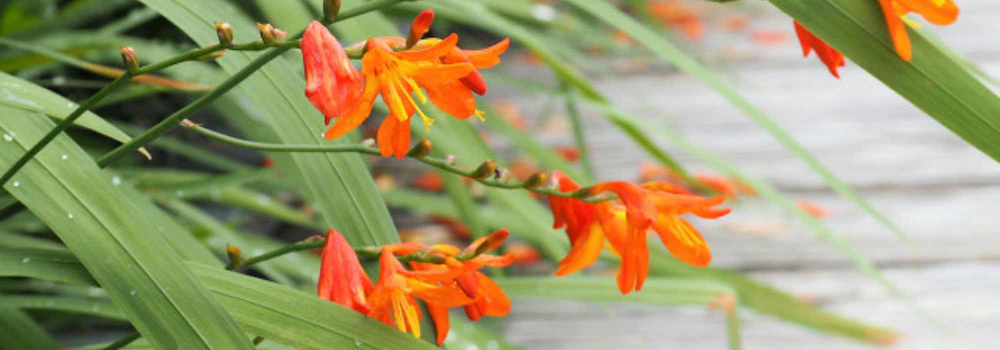5 orange Montbretien entdecken