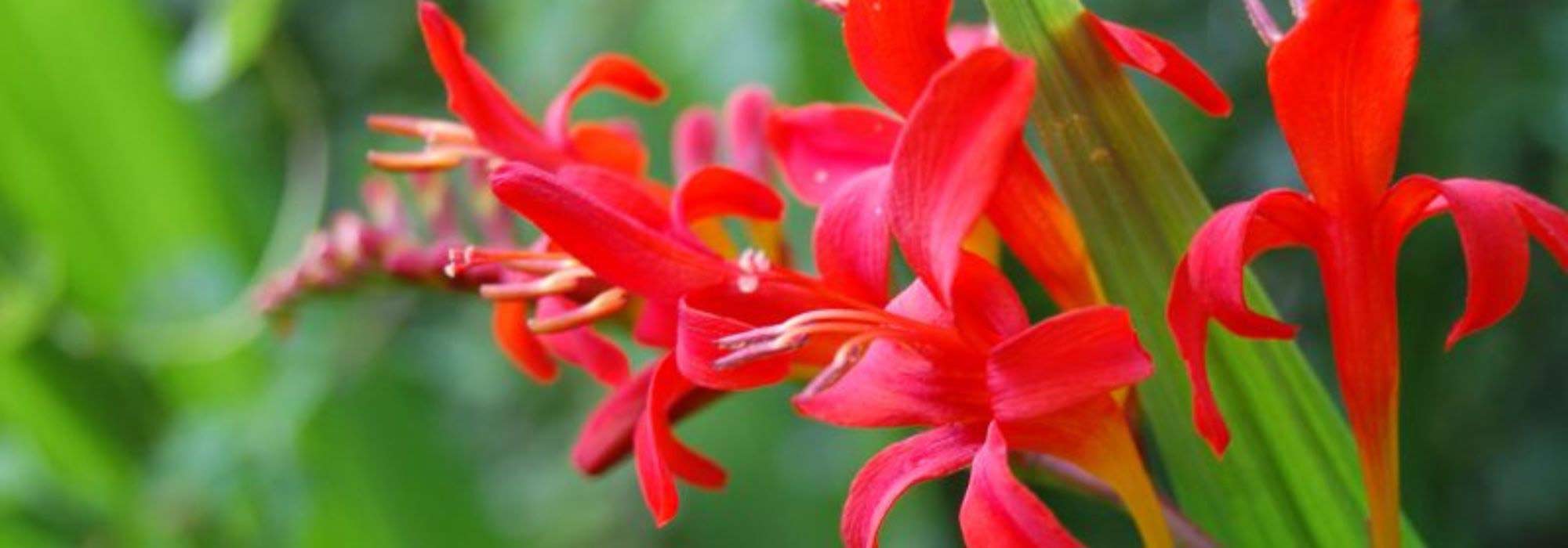 5 rote Montbretien für den Garten