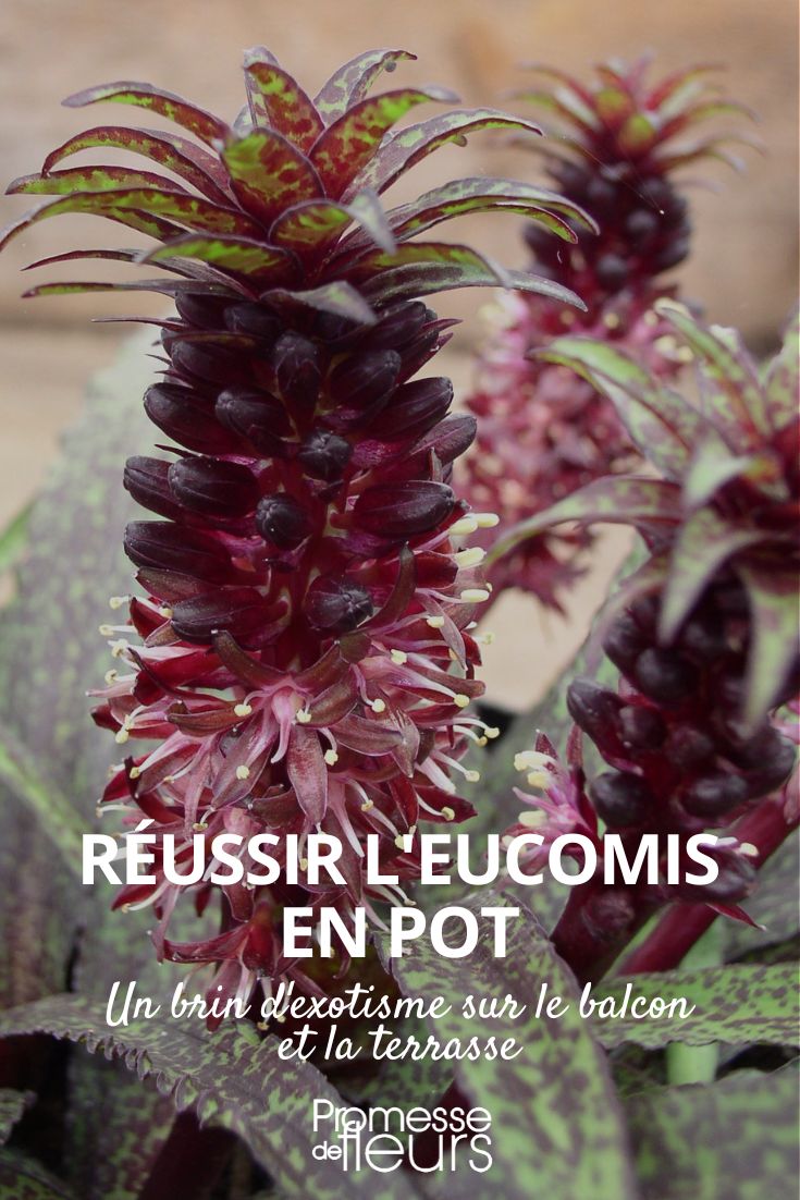 Tipps zur Kultivierung einer Eucomis im Topf