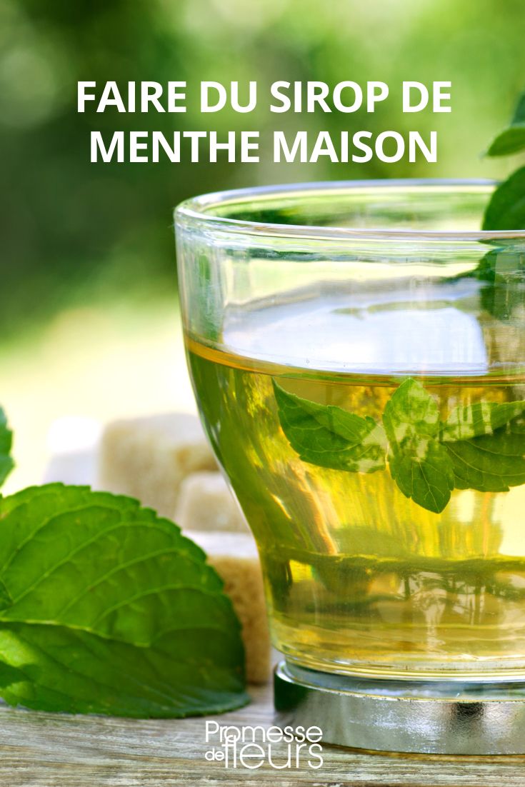 Menthensirup selbst herstellen