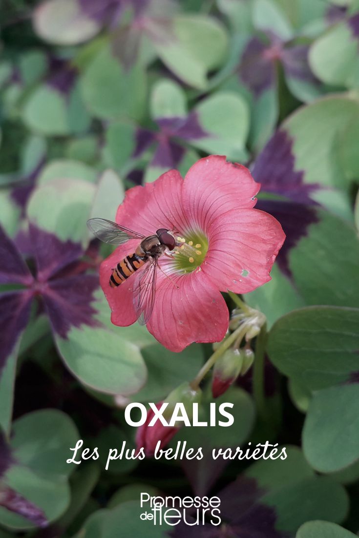 # Die schönsten Oxalis-Sorten

## Einführung in die Welt der Oxalis
Oxalis, auch bekannt als Glücksklee oder Sauerklee, begeistert mit seiner Vielfalt an Blattformen und Blütenfarben. Diese pflegeleichten Pflanzen eignen sich perfekt für Topfkultur im Haus oder als sommerliche Beetpflanze.

## Beliebte Oxalis-Arten und -Sorten

### Oxalis triangularis (Purpurglücksklee)
- **Besonderheit**: Dunkelviolette, dreieckige Blätter
- **Blüte**: Zarte rosa oder weiße Blüten
- **Pflege**: Bevorzugt helle Standorte ohne direkte Mittagssonne

### Oxalis deppei (Eisenkreuz)
- **Markant**: Grüne Blätter mit burgunderrotem Zentrum
- **Blüte**: Rosa Blüten von Sommer bis Herbst
- **Verwendung**: Hübsche Ampelpflanze

### Oxalis versicolor (Zuckerhut-Sauerklee)
- **Attraktion**: Weiß-rot gestreifte Blütenkelche
- **Besonderheit**: Blüten öffnen sich bei Sonnenschein
- **Herkunft**: Südafrika

### Oxalis adenophylla (Silberner Sauerklee)
- **Blätter**: Graugrüne, gefiederte Blätter
- **Blüte**: Große rosa-weiße Blüten im Frühjahr
- **Winterhärte**: Bis -15°C frosthart

## Pflegetipps für Oxalis
- **Standort**: Hell bis halbschattig
- **Gießen**: Mäßig feucht halten, Staunässe vermeiden
- **Überwinterung**: Bei laubabwerfenden Arten trockener und kühler (5-10°C)

## Verwendungsideen
- Attraktive Topfpflanze für die Fensterbank
- Sommerliche Beetbepflanzung
- Hängende Varianten für Ampeln und Balkonkästen

Oxalis-Sorten bringen mit ihren außergewöhnlichen Blattformen und zarten Blüten Abwechslung in Ihre Pflanzensammlung. Die meisten Arten sind pflegeleicht und belohnen Sie mit langer Blütezeit.