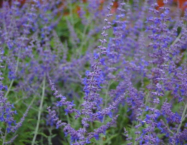 Blauraute 'Blue Spire': ideal für trockene Gärten!