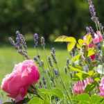 Garten im August: Was ist zu tun?