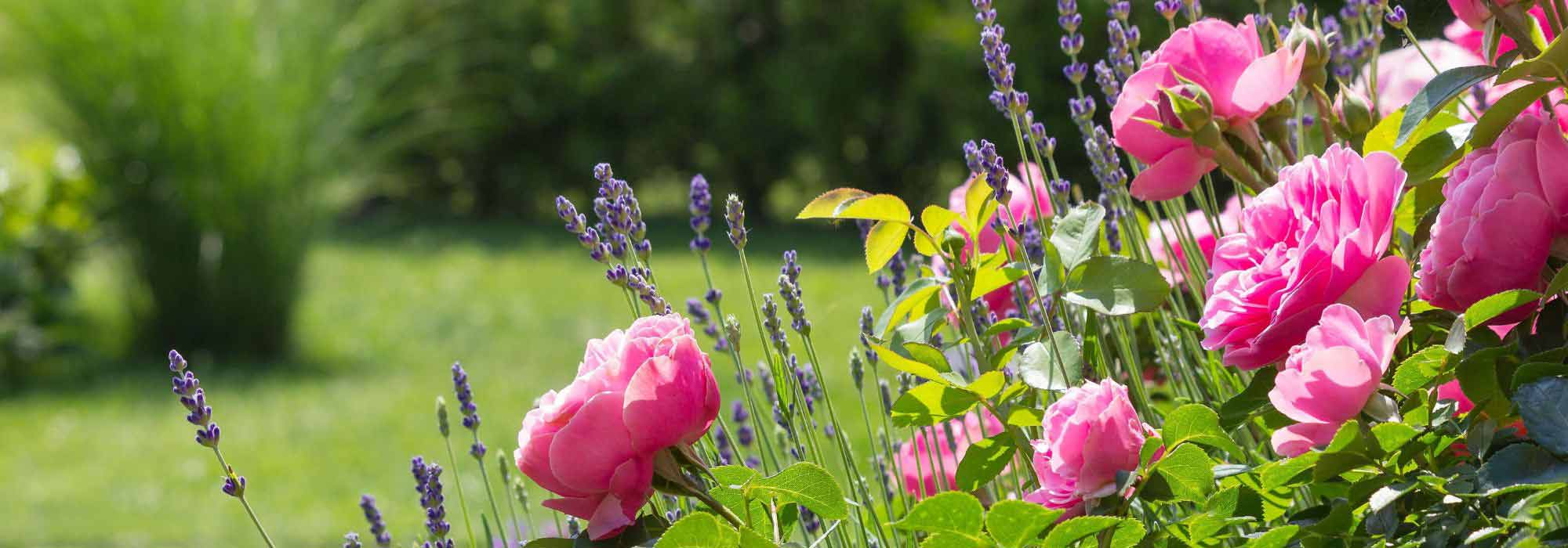 Garten im August: Was ist zu tun?