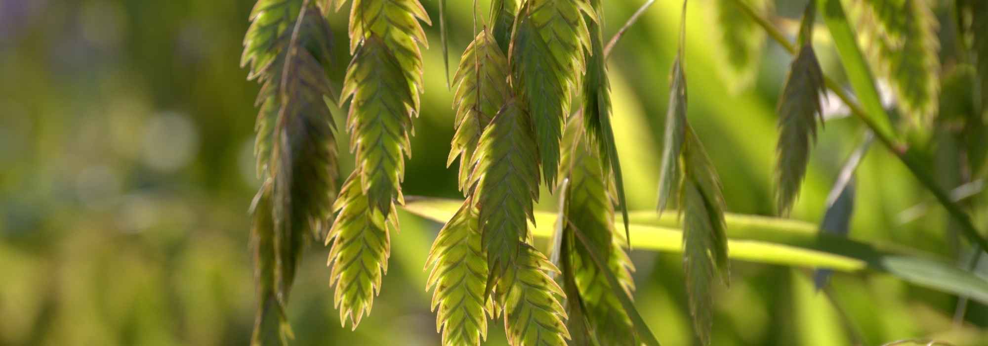 Chasmanthium kombinieren