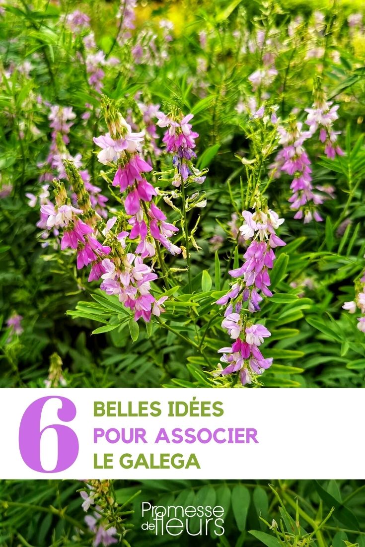 Gute Pflanzpartner für die Geißraute im Garten