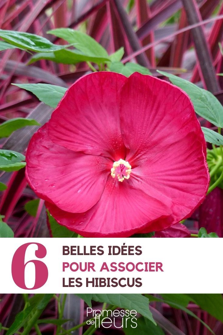 Hibiskus kombinieren