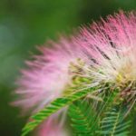 Albizia-Steckling machen